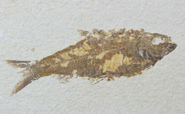 Detailed Fossil Fish (Knightia) - Wyoming #88567